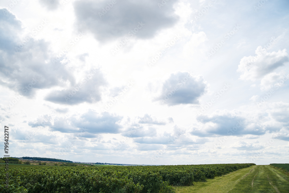 Beautiful scenery in the rural area. View of currant field with blue gray sky in spring. Environmental protection. Eco-friendly products. Currant growing farm in Ukraine. Save the planet. Earth day. Beautiful scenery in the rural area. View of currant field with blue gray sky in spring. Environmental protection. Eco-friendly products. Currant growing farm in Ukraine. Save the planet. Earth day.
