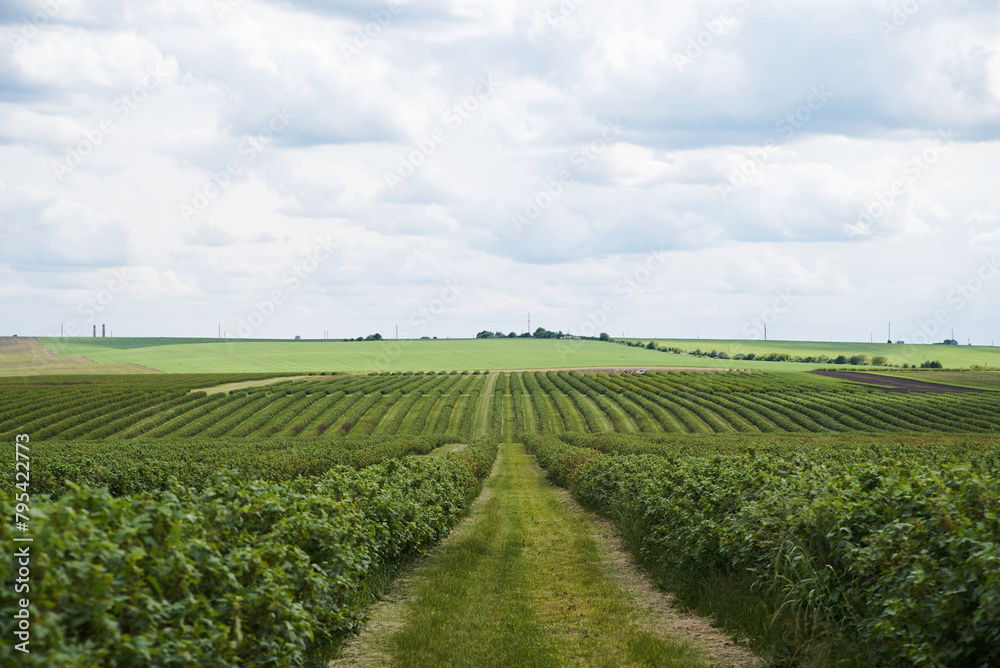 Beautiful scenery in the rural area. View of currant field with blue gray sky in spring. Environmental protection. Eco-friendly products. Currant growing farm in Ukraine. Save the planet. Earth day. Beautiful scenery in the rural area. View of currant field with blue gray sky in spring. Environmental protection. Eco-friendly products. Currant growing farm in Ukraine. Save the planet. Earth day.