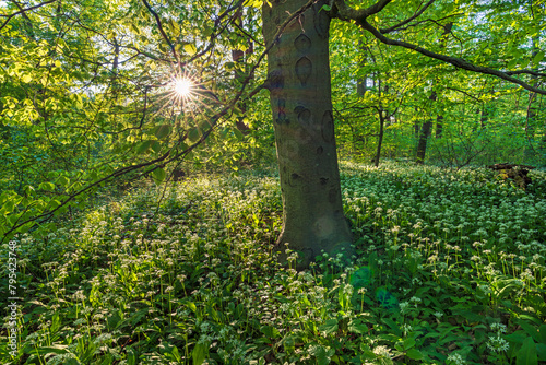 Sonnenuntergang im B  rlauchwald