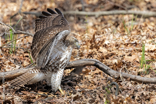 Wings Open, a Hawk Hunts a Snake on the Ground photo