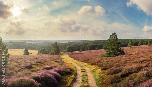 panorama wanderweg durch heidelandschaft mit bluhendem heidekraut luneburger heide photo
