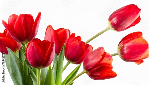flying red tulips flowers and petals isolated
