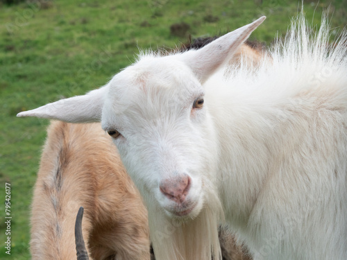 Domestic goat portrait, face looking at camera.