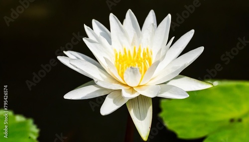 white lotus flower on black background