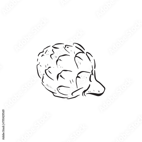 A line drawn sketch of a simple artichoke in black and white. Vectorised in a sketchy style for a variety of uses. photo