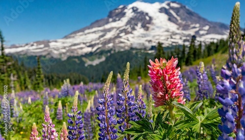 closeup of delicate indian paintbrush and purple lupine wildflowers at mt rainier national park in washington state photo