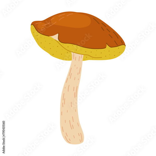 Suillus mushroom. Edible fungus. Hand drawn trendy flat style isolated on white background. Autumn forest harvest, healthy organic food, vegetarian food. Vector illustration