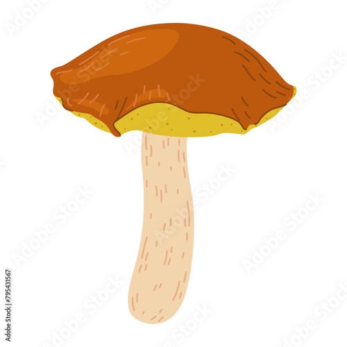Suillus mushroom. Edible fungus. Hand drawn trendy flat style isolated on white background. Autumn forest harvest, healthy organic food, vegetarian food. Vector illustration
