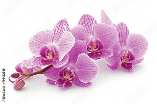 b'Light purple orchids on a white background'