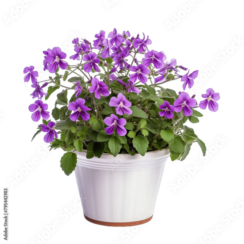 A potted plant with purple flowers on a clean white background