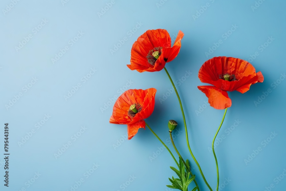 vibrant red poppy flowers blooming against solid blue background bold floral photography