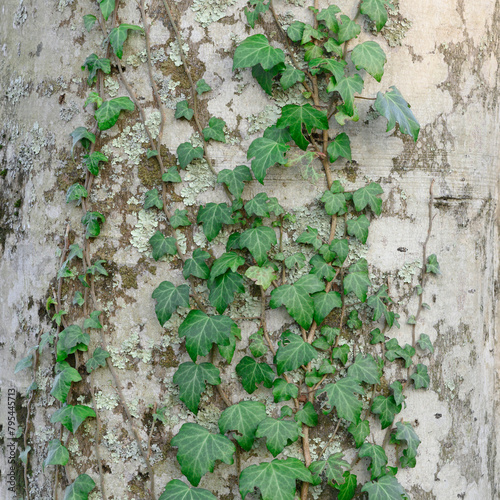 Ivy rises up the trunk of the tree