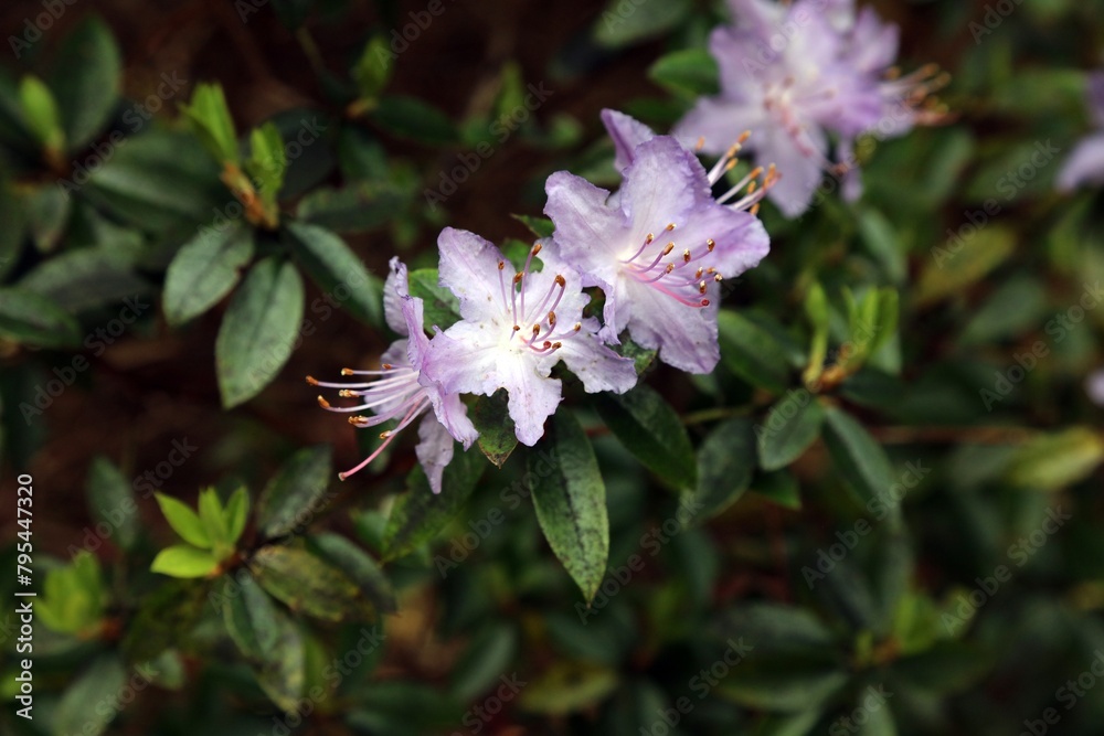 Closeup of purple Augustine's Rhododendron blooms, Derbyshire England
