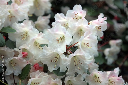 Closeup of white Rhododendron Vernicosum blooms  Derbyshire England 