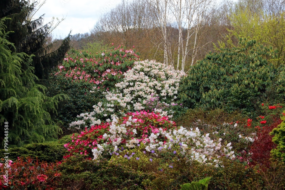 Obraz premium View of Rhododendrons and Azaleas, Derbyshire England 