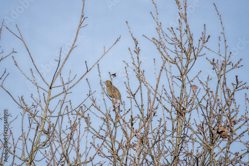 thrush perched in a tree with blue sky in the background