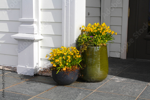 Daffodils in pots on the patio of a house in Norway