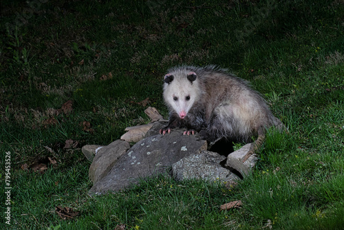 Opossum on the rocks. photo