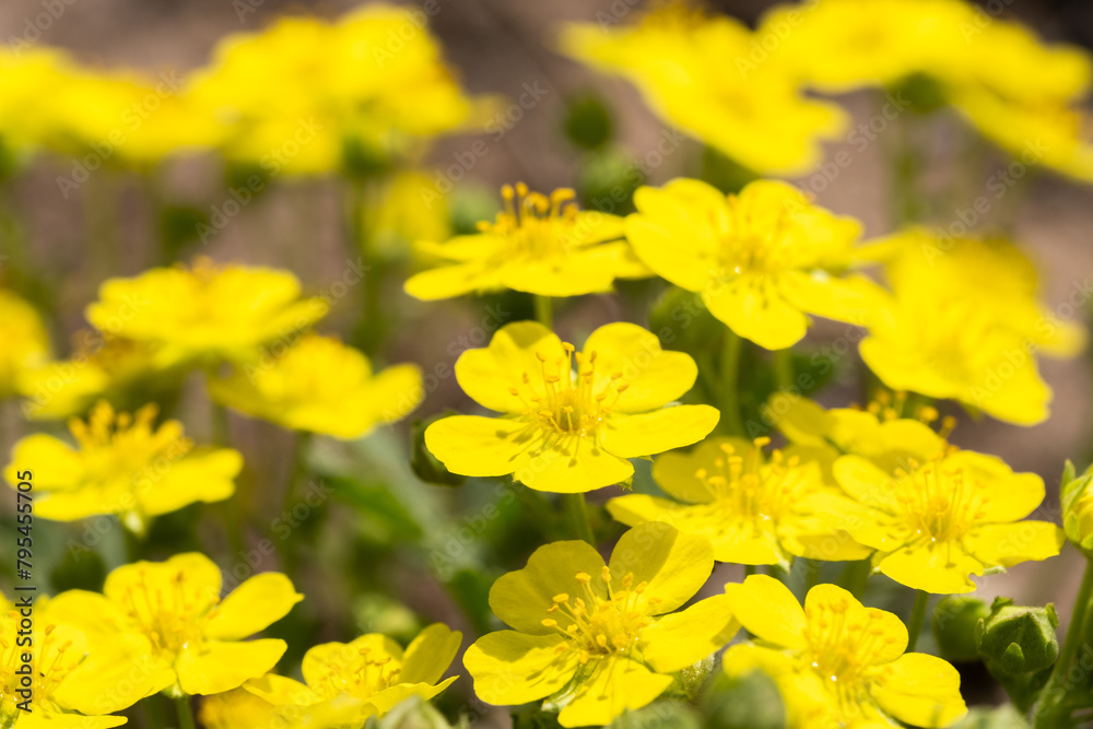 Caltha palustris. Yellow wildflowers close-up. Spring background. Selective focus. Caltha palustris. Yellow wildflowers close-up. Spring background. Selective focus.