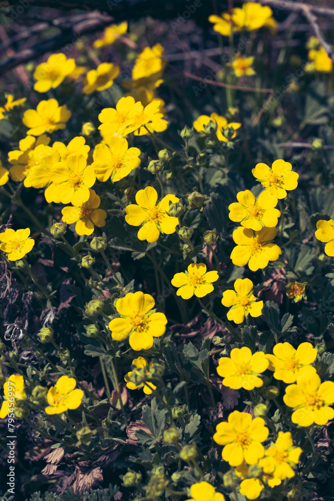 Fototapeta premium Yellow wildflowers close-up. Spring background. Selective focus.
