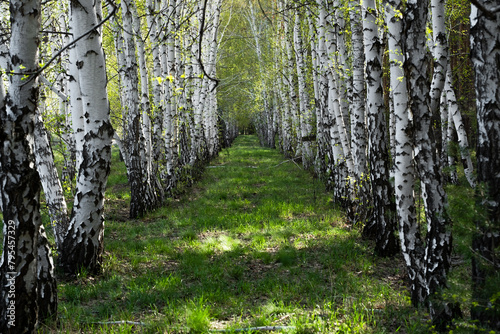 Birch forest in early spring. Birch grove with white birch trunks.
