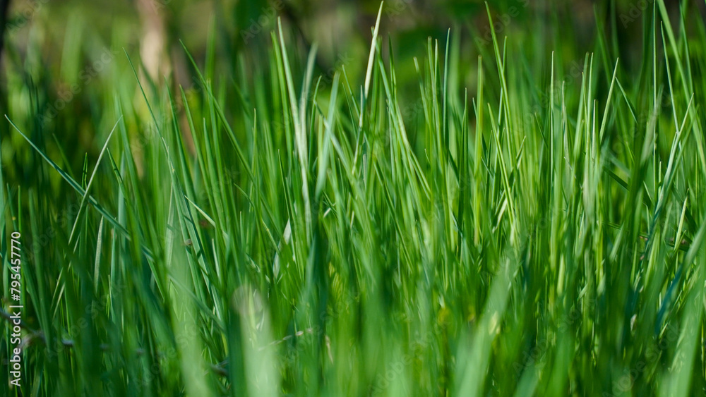 Obraz premium grass in the forest at early morning