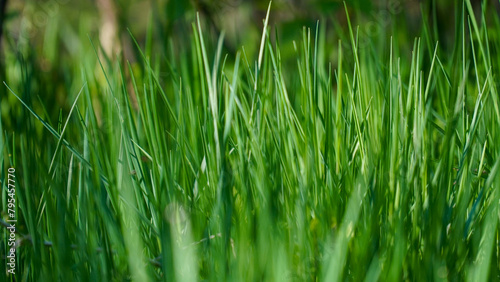 grass in the forest at early morning 