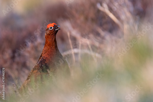 Fotografía Red grouse (Lagopus lagopus scotica) at sunset, Perthshire, Scotland