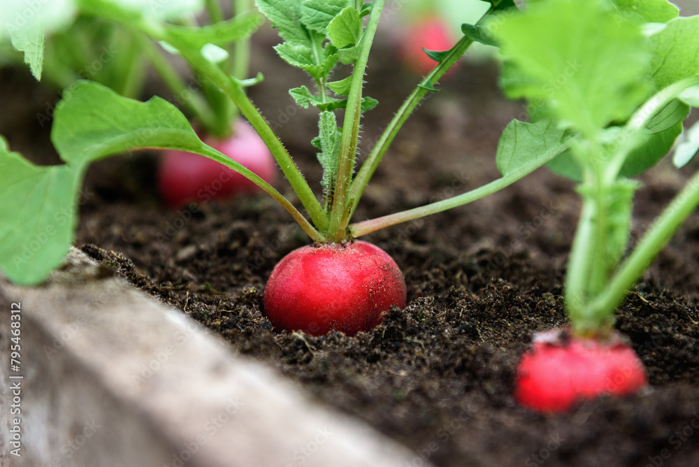 Radish plant growing in soil in garden. Radish plant growing in soil in garden.
