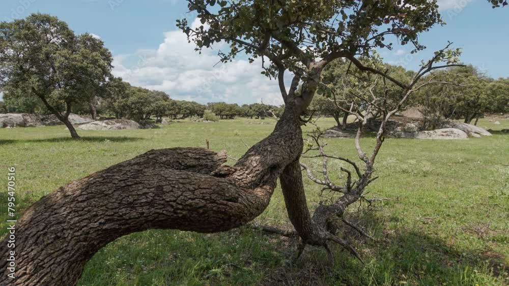 Fluffy stormy clouds moving gently across the sky in a beautiful timelapse with a forest floor with spring flowers and grass, time lapse of stormy clouds with a twisted trunk tree from jurasian park