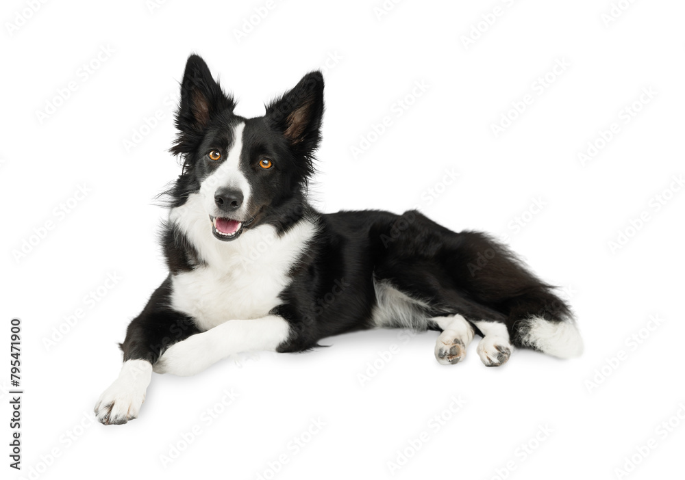 Isolated happy black and white border collie lying on side on white floor and looking up. Life with a dog. Isolated portrait of a black and white dog
