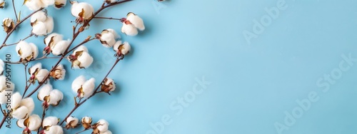 Elegant top view of a cotton branch with fluffy white cotton balls on a vibrant blue background, ideal for soft textile themes.