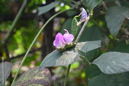 Lablab purpureus flowers. It is a species of bean in the family Fabaceae. Its other names include lablab, bonavist bean pea, dolichos bean, seim, lablab, Egyptian kidney, Indian bean. photo