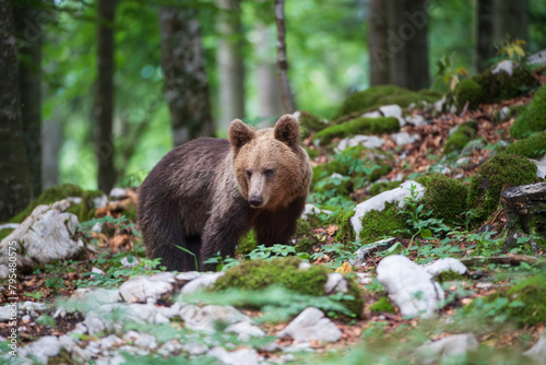 A bear looking down the mountainside