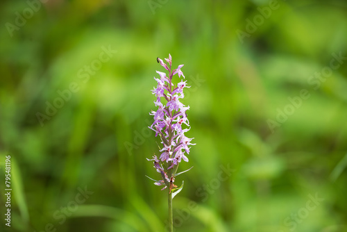 Beautiful pink orchid flower with insects on a green background