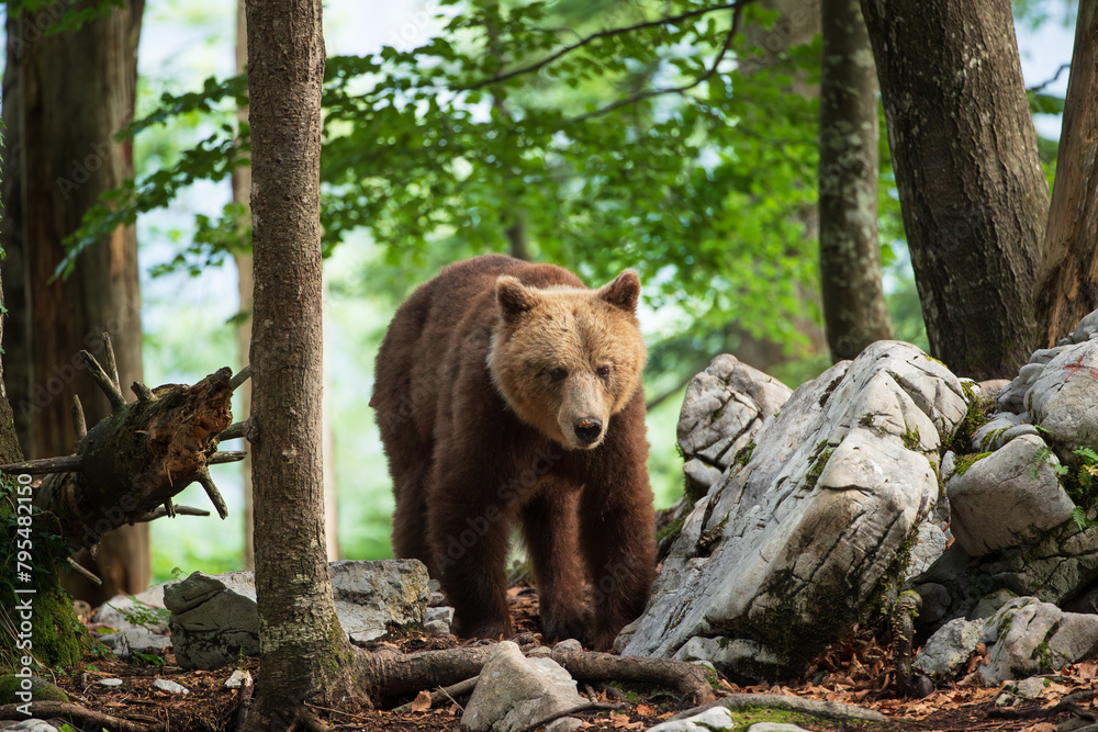 An old she-bear between rocks and trees An old she-bear between rocks and trees