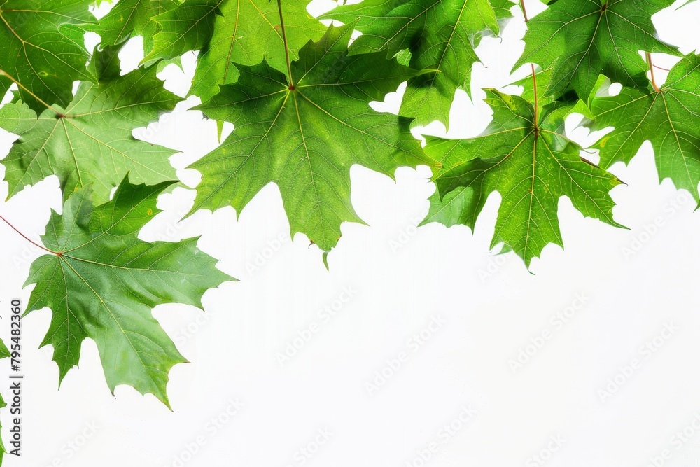 Vibrant green maple leaves against a soft transparent white background, perfect for autumn designs Vibrant green maple leaves against a soft transparent white background, perfect for autumn designs