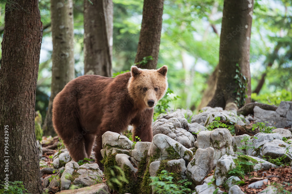 Brown bear among white rocks in a mountain forest Brown bear among white rocks in a mountain forest