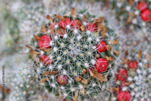 Cactus red poppy seed