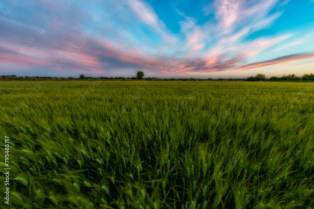 campo de trigo al amanecer con cielo rosa y azul