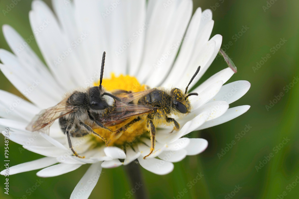 Closeup on a Copulation of red-bellied miner mining bees, Andrena ventralis in a white common daisy flower, Bellis perennis Closeup on a Copulation of red-bellied miner mining bees, Andrena ventralis in a white common daisy flower, Bellis perennis