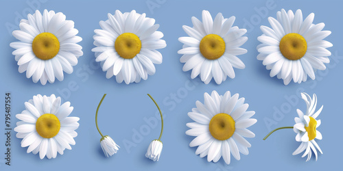 A clean and soothing presentation of daisies arranged neatly on a tranquil pastel blue background