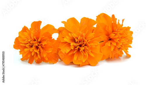 Cuadro en lienzo Fresh marigold flowers isolated on white background