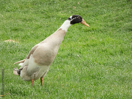 canard qui fait la court au femelle 