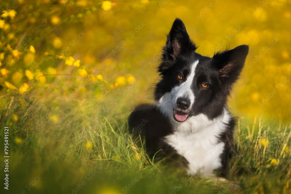 A black and white border collie lies on the green grass next to yellow flowers on a sunny summer day. Portrait of a dog in nature