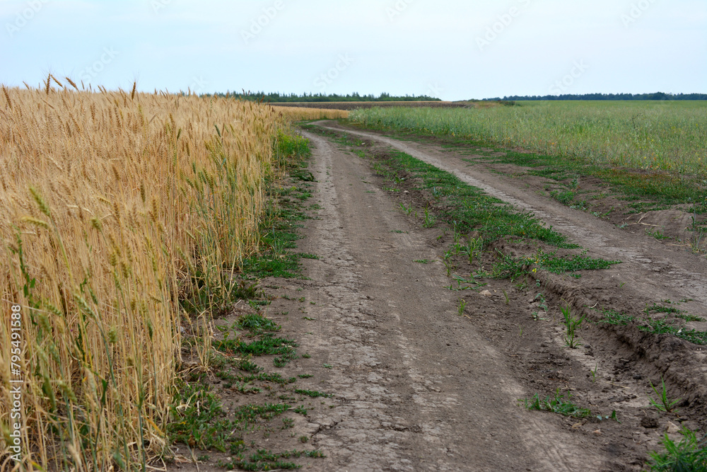 a dirt road is in front of a field of wheat copy space  