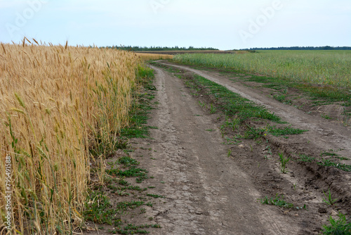 a dirt road is in front of a field of wheat copy space 