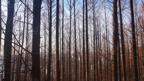 metasequoia woods in winter. cold weather