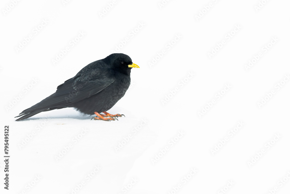 Alpine chough (Pyrrhocorax graculus) in snow. Alpine chough (Pyrrhocorax graculus) in snow.