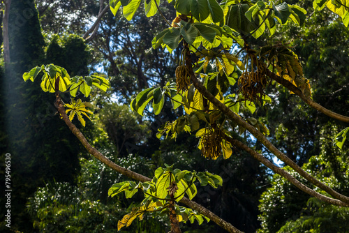 Embauba-do-brejo, Cecropia pachystachya, in Brazil. It belongs to the stratum of pioneer plants of the Atlantic forest in Brazil